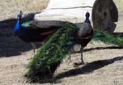 Bent's Old Fort Peacocks
